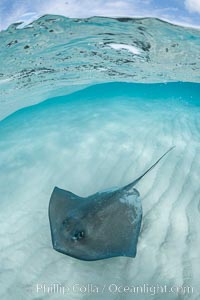 Southern Stingray, Stingray City, Grand Cayman Island, Dasyatis americana