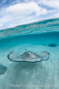 Southern Stingray, Stingray City, Grand Cayman Island, Dasyatis americana