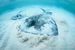 Southern Stingray, Stingray City, Grand Cayman Island, Dasyatis americana