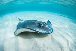 Southern Stingray, Stingray City, Grand Cayman Island, Dasyatis americana