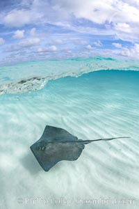 Southern Stingray, Stingray City, Grand Cayman Island, Dasyatis americana