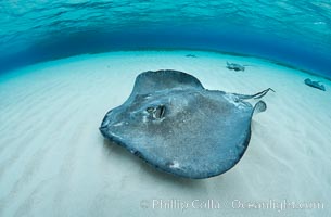 Southern Stingray, Stingray City, Grand Cayman Island, Dasyatis americana