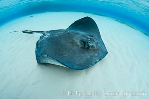 Southern Stingray, Stingray City, Grand Cayman Island, Dasyatis americana