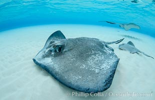 Southern Stingray, Stingray City, Grand Cayman Island, Dasyatis americana