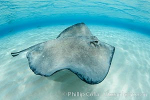 Southern Stingray, Stingray City, Grand Cayman Island, Dasyatis americana