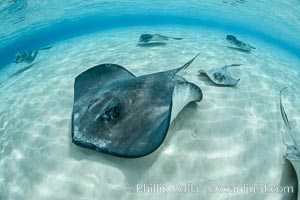 Southern Stingray, Stingray City, Grand Cayman Island, Dasyatis americana