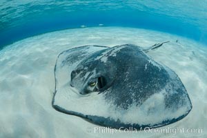 Southern Stingray, Stingray City, Grand Cayman Island, Dasyatis americana