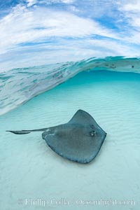 Southern Stingray, Stingray City, Grand Cayman Island, Dasyatis americana