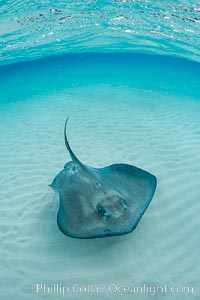 Southern Stingray, Stingray City, Grand Cayman Island, Dasyatis americana