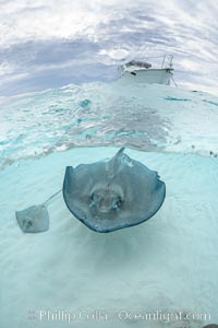 Southern Stingray, Stingray City, Grand Cayman Island, Dasyatis americana