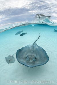 Southern Stingray, Stingray City, Grand Cayman Island, Dasyatis americana