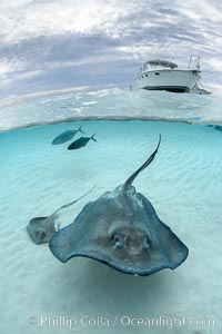 Southern Stingray, Stingray City, Grand Cayman Island, Dasyatis americana