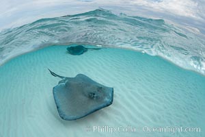 Southern Stingray, Stingray City, Grand Cayman Island, Dasyatis americana