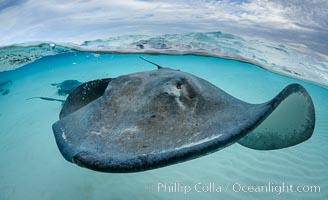 Southern Stingray, Stingray City, Grand Cayman Island, Dasyatis americana