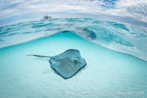 Southern Stingray, Stingray City, Grand Cayman Island, Dasyatis americana