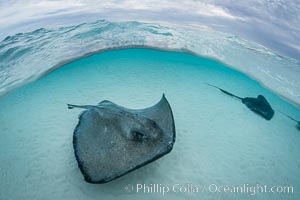 Southern Stingray, Stingray City, Grand Cayman Island, Dasyatis americana