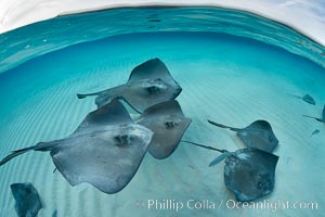 Southern Stingrays, Stingray City, Grand Cayman Island, Dasyatis americana