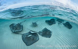 Southern Stingrays, Stingray City, Grand Cayman Island, Dasyatis americana