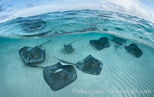 Southern Stingrays, Stingray City, Grand Cayman Island, Dasyatis americana