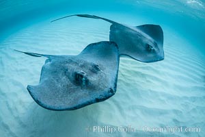 Southern Stingrays, Stingray City, Grand Cayman Island, Dasyatis americana