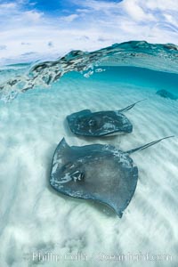 Southern Stingrays, Stingray City, Grand Cayman Island, Dasyatis americana