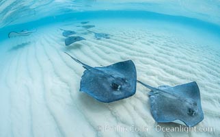 Southern Stingrays, Stingray City, Grand Cayman Island, Dasyatis americana