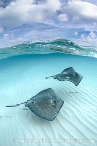 Southern Stingrays, Stingray City, Grand Cayman Island, Dasyatis americana