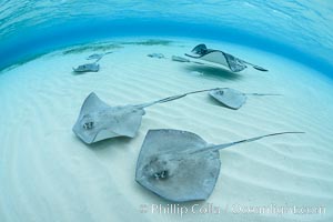 Southern Stingrays, Stingray City, Grand Cayman Island, Dasyatis americana