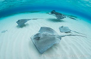 Southern Stingrays, Stingray City, Grand Cayman Island, Dasyatis americana