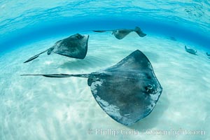 Southern Stingrays, Stingray City, Grand Cayman Island, Dasyatis americana