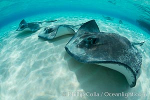 Southern Stingrays, Stingray City, Grand Cayman Island, Dasyatis americana