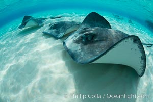 Southern Stingrays, Stingray City, Grand Cayman Island, Dasyatis americana