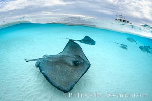 Southern Stingrays, Stingray City, Grand Cayman Island, Dasyatis americana