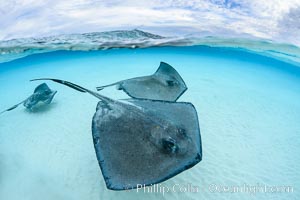 Southern Stingrays, Stingray City, Grand Cayman Island, Dasyatis americana