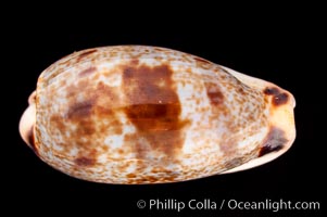 Sowerby's Cylindrical Cowrie, Cypraea cylindrica sowerbyana