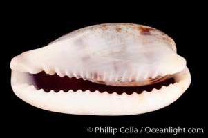 Sowerby's Cylindrical Cowrie, Cypraea cylindrica sowerbyana