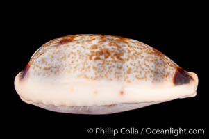 Sowerby's Cylindrical Cowrie., Cypraea cylindrica sowerbyana, natural history stock photograph, photo id 08165