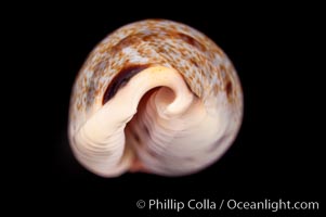 Sowerby's Cylindrical Cowrie, Cypraea cylindrica sowerbyana