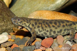 Spanish ribbed newt, native to Spain, Portugal and Morocco, Pleurodeles waltl