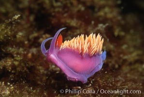 Flabellina iodinea, Catalina Island, California, Spanish shawl nudibranch.