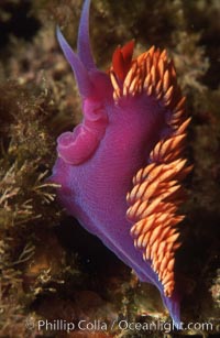 Spanish shawl  nudibranch. Catalina Island, California, USA, Flabellina iodinea, Flabellinopsis iodinea, natural history stock photograph, photo id 01063