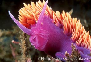 Flabellina iodinea, Spanish shawl nudibranch, Santa Cruz Island, California.