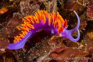 Spanish shawl nudibranch, Flabellina iodinea, Flabellinopsis iodinea, San Diego, California