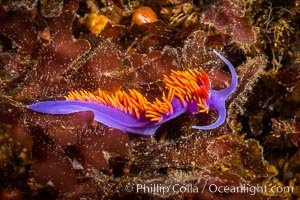 Spanish shawl nudibranch, Flabellina iodinea, Flabellinopsis iodinea, San Diego, California