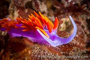 Spanish shawl nudibranch, Flabellina iodinea, Flabellinopsis iodinea, San Diego, California