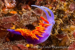 Spanish shawl nudibranch, Flabellina iodinea, Flabellinopsis iodinea, San Diego, California