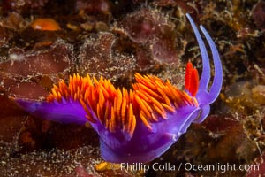 Spanish shawl nudibranch, Flabellina iodinea, Flabellinopsis iodinea, San Diego, California