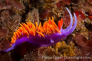 Spanish shawl nudibranch, Flabellina iodinea, Flabellinopsis iodinea, San Diego, California