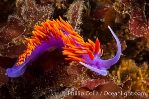 Spanish shawl nudibranch, Flabellina iodinea, Flabellinopsis iodinea, San Diego, California