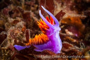 Spanish shawl nudibranch, Flabellina iodinea, Flabellinopsis iodinea, San Diego, California